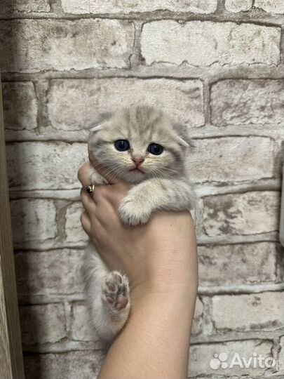 Шотландские котята