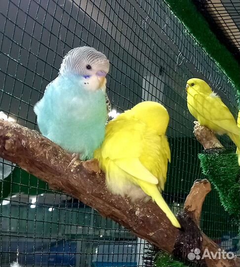 Волнистый попугай