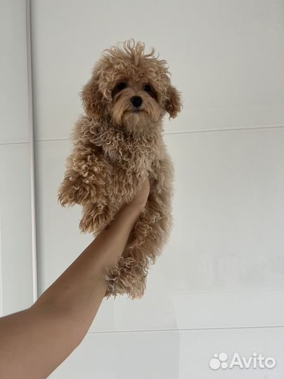 Мальтипу ф1 замечательный мальчик Корея Baby Face