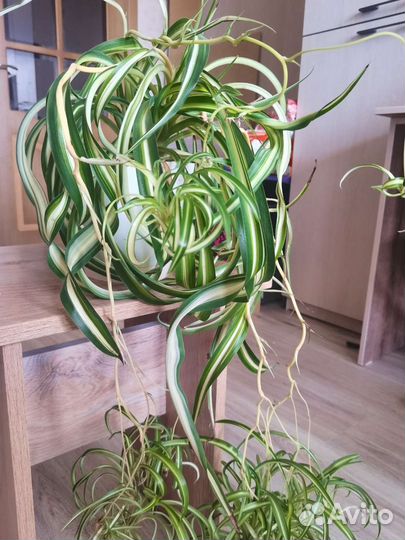 Хлорофитум Бонни кудрявый