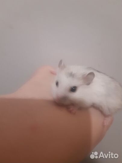 Джунгарский хомяк