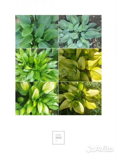 Хосты сортовые