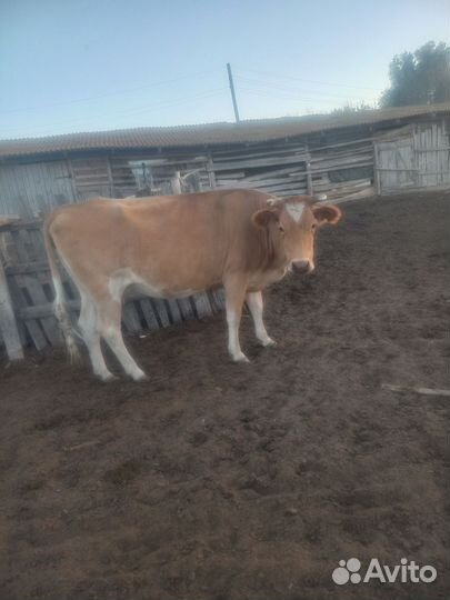 Корова дойная с теленком