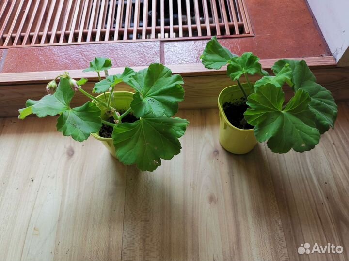 Пеларгония герань сортовая