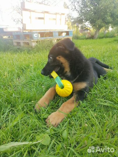 Щенки немецкой овчарки