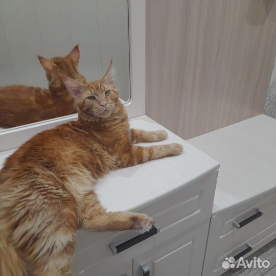 Кот вязка
