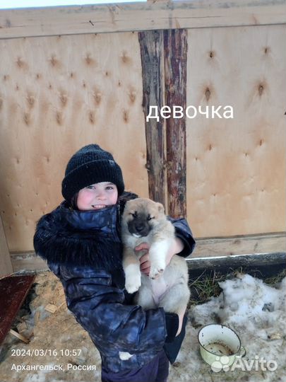 Щенки Алабая