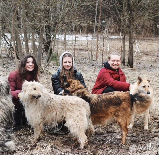Прогулка с собаками в лесу