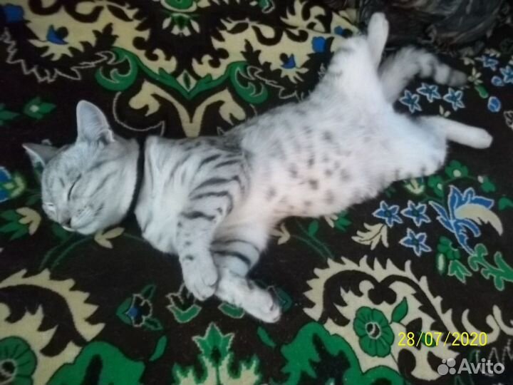 Видеомагнитофон, 180 касет