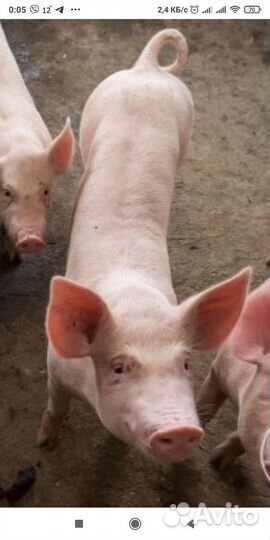 Поросята ландрас