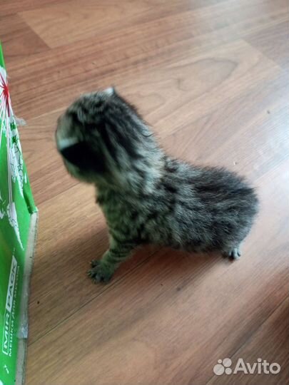 Отдаём котят бесплатно в хорошие руки