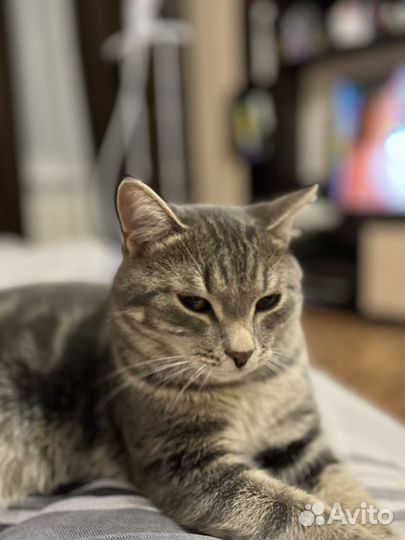 Кот