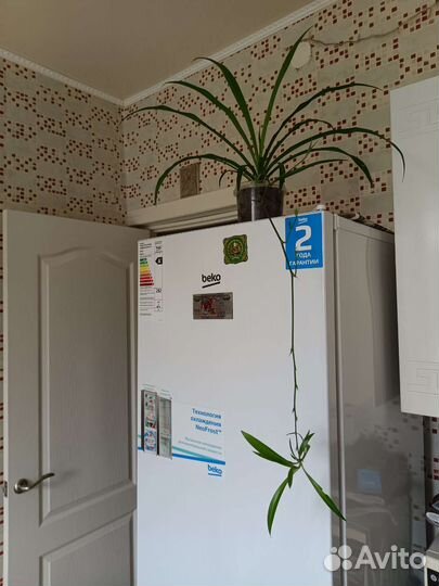 Хлорофитум