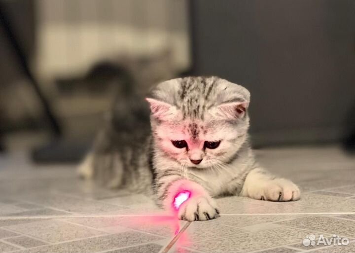 Британская