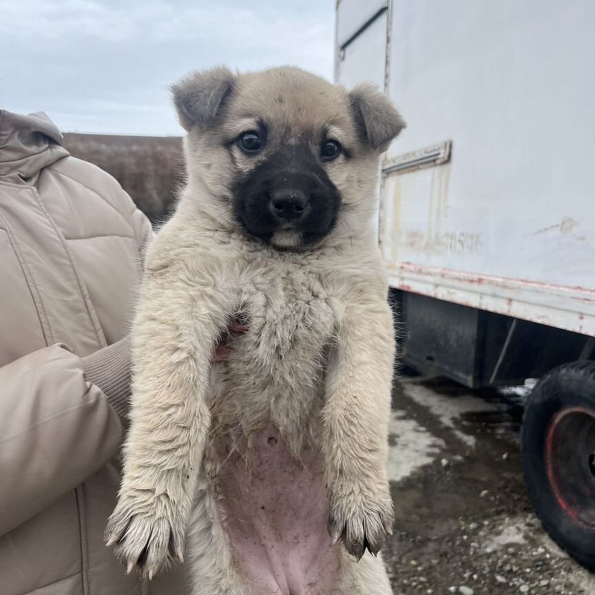 Щенок девочка в добрые руки