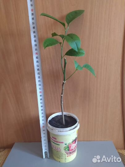 Лимон Мейера