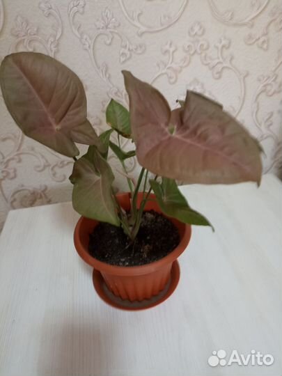 Декабрист, сингониумы, филодендрон, гиппеаструм