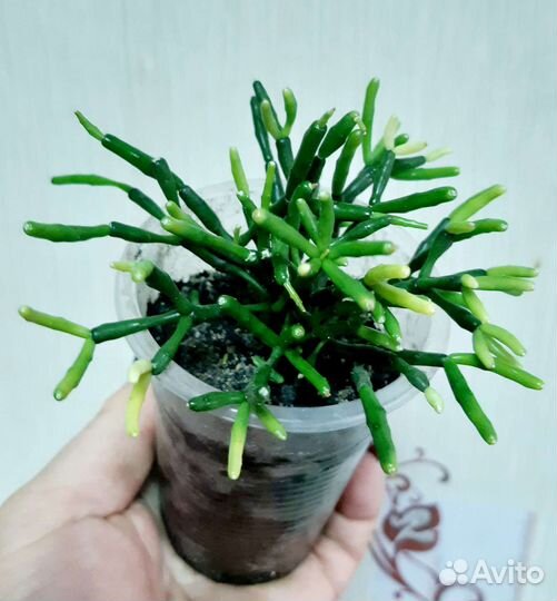 Суккуленты