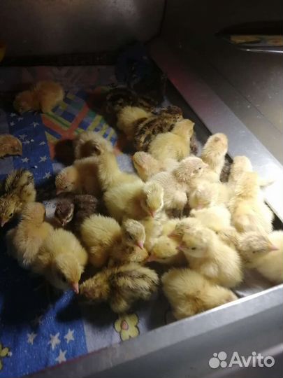 Перепелята