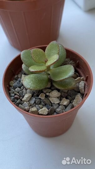 Суккуленты