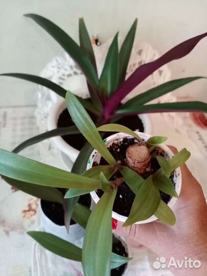 Традесканция Рео