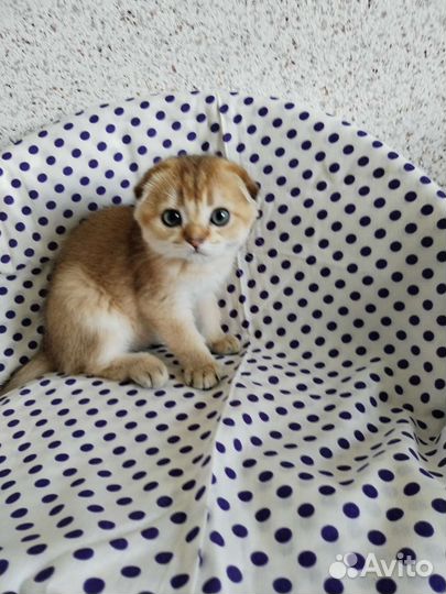 Золотая шиншилла. Котик. Доставка