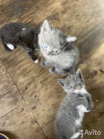 Котята в добрые руки