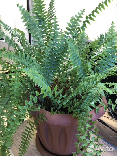 Папоротник