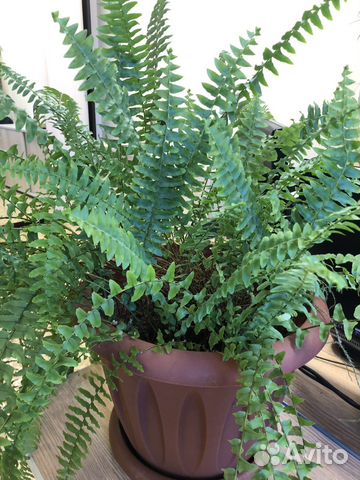 Папоротник