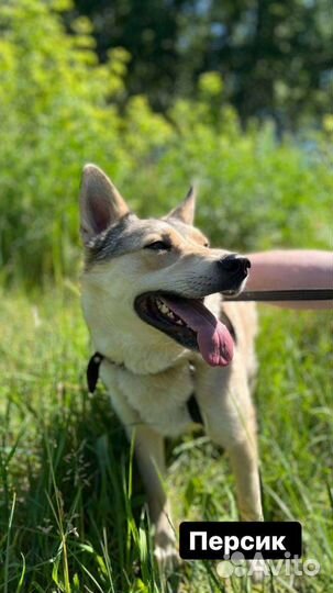 Собака в добрые руки