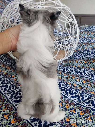 Куколка Барби Бивера блюберри