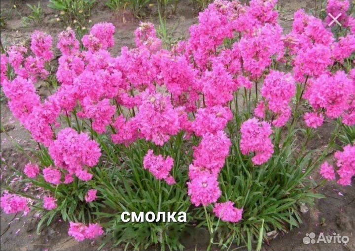 Цветы многолетник лилия смолка гортензия