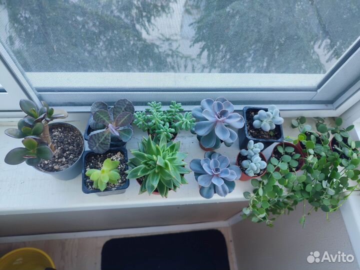 Суккуленты