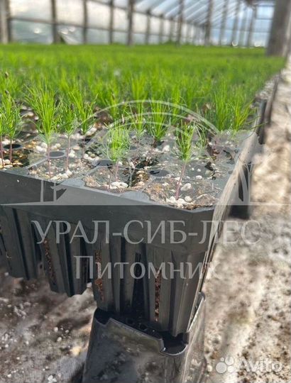 Голубая ель с зкс сеянцы