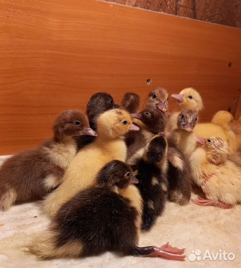 Гусята, утята