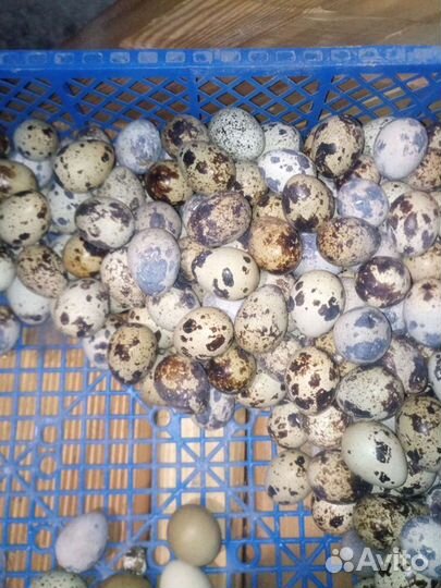 Яйца перепелиные инкубационное