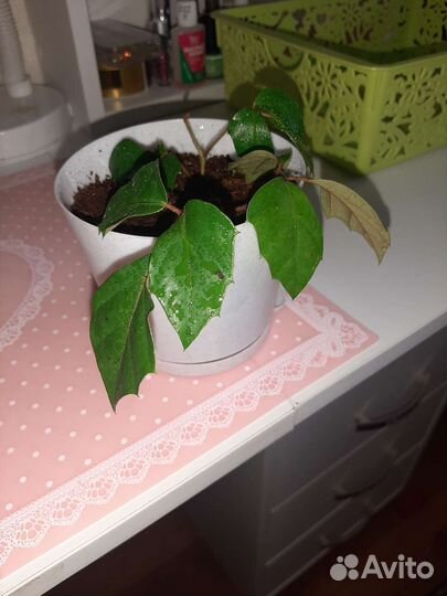 Комнатные цветы березка