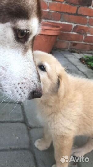 В добрые руки никому не нужные щенки