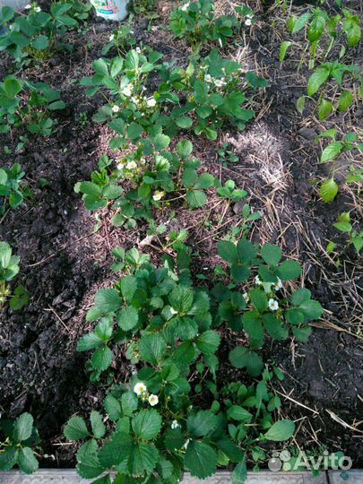 Клубника ремонтантная 2 раза в год плодит