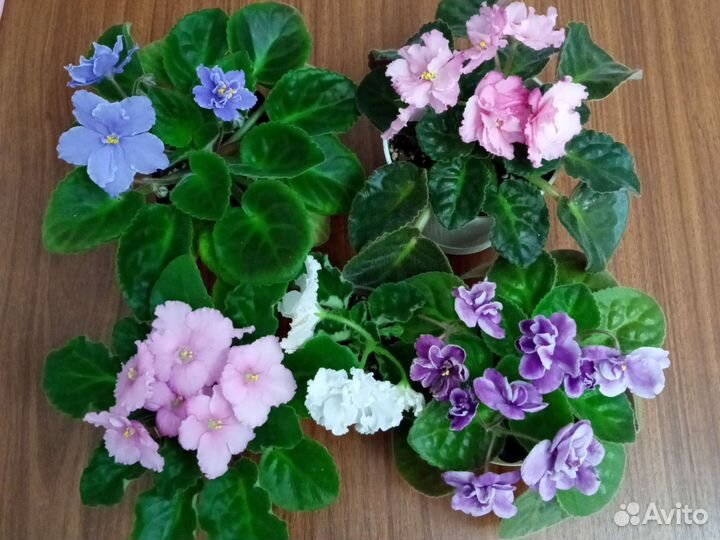 Цветущие фиалки