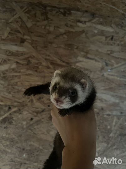 Щенки хорька