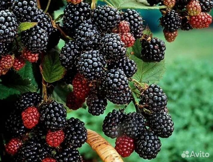 Малина чёрная Black Jewel