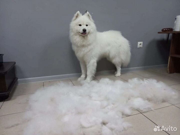 Курсы обучение грумингу в Тюмени с 17 августа