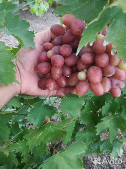 Черенки винограда