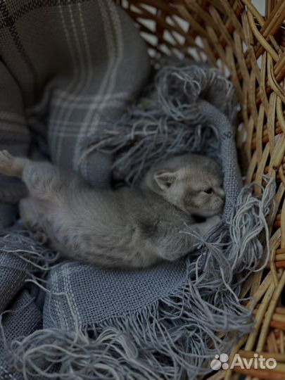 Британские котята