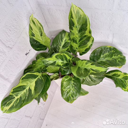 Калатея электрик шок