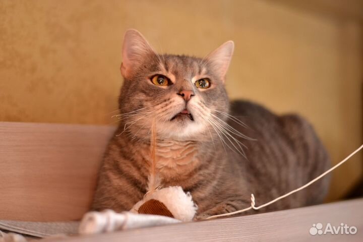 Котик Томас в добрые руки