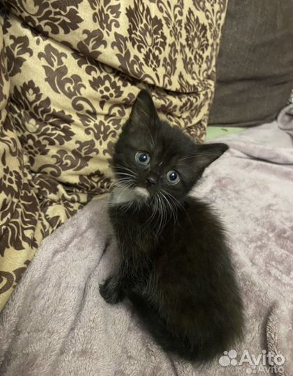Черная кошечка в добрые руки