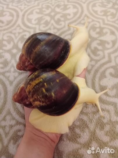 Улитки (малыши) архахатина паулаэрти. Редкий вид