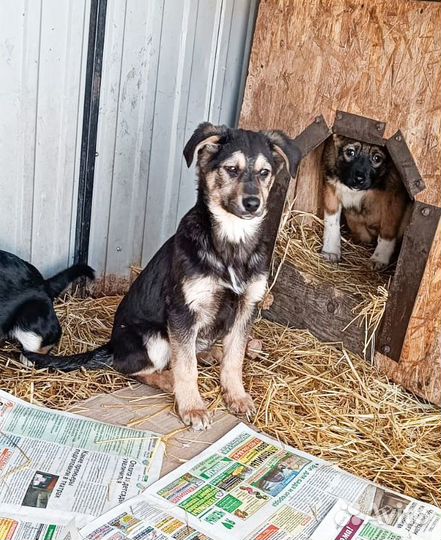 Щенки во двор